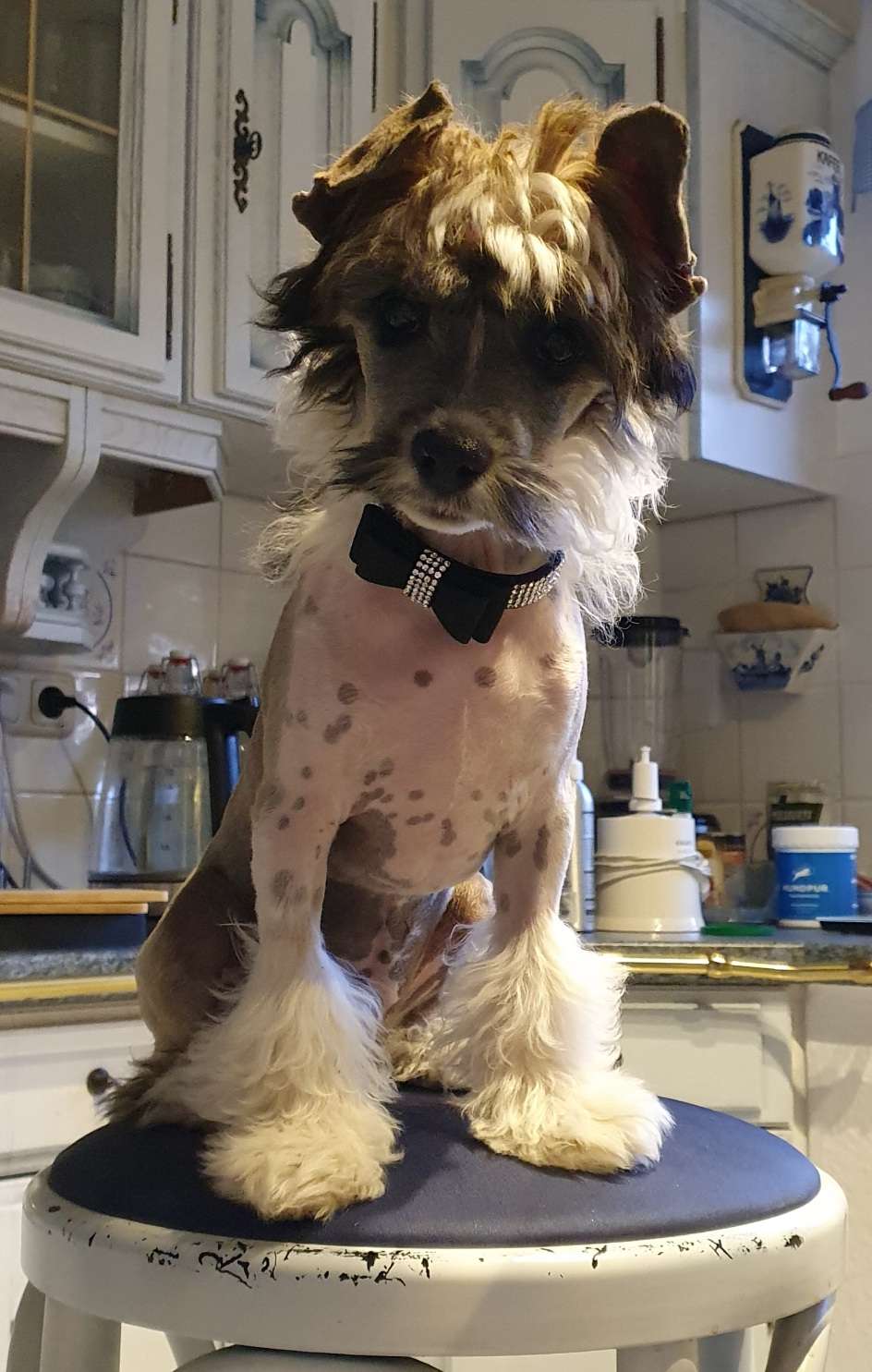 Arthos vom Leipziger Löwen