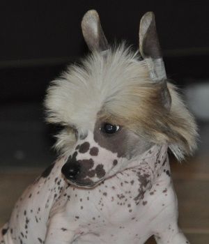 Isla Mona Little Champs