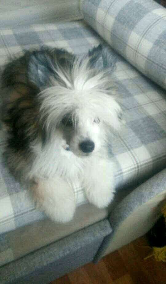 Callioppe Gerardesky