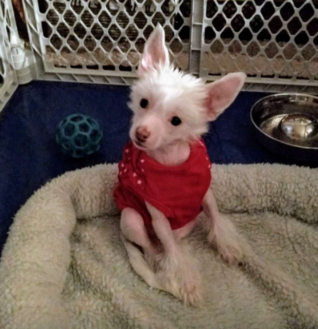 Rock Star's Flawless White Diamond