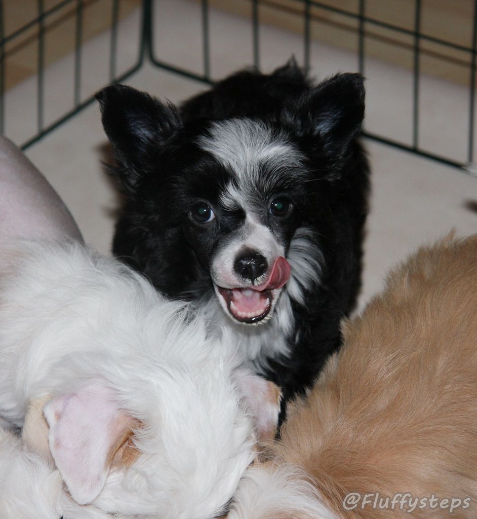 Fluffysteps Going To Rock You