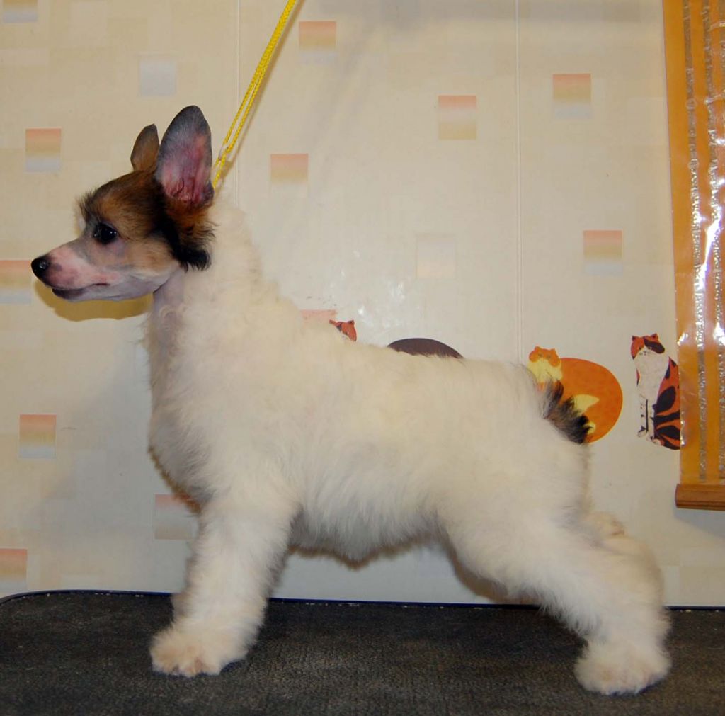 Gidaori Vision Divine