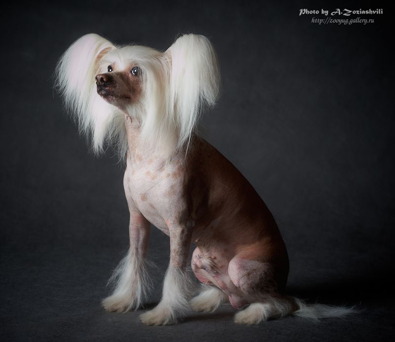 Laskoviy Moi iz Ordena Ekate-Riny