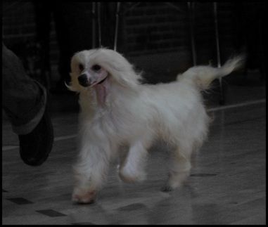 Sippelins Nobby In White