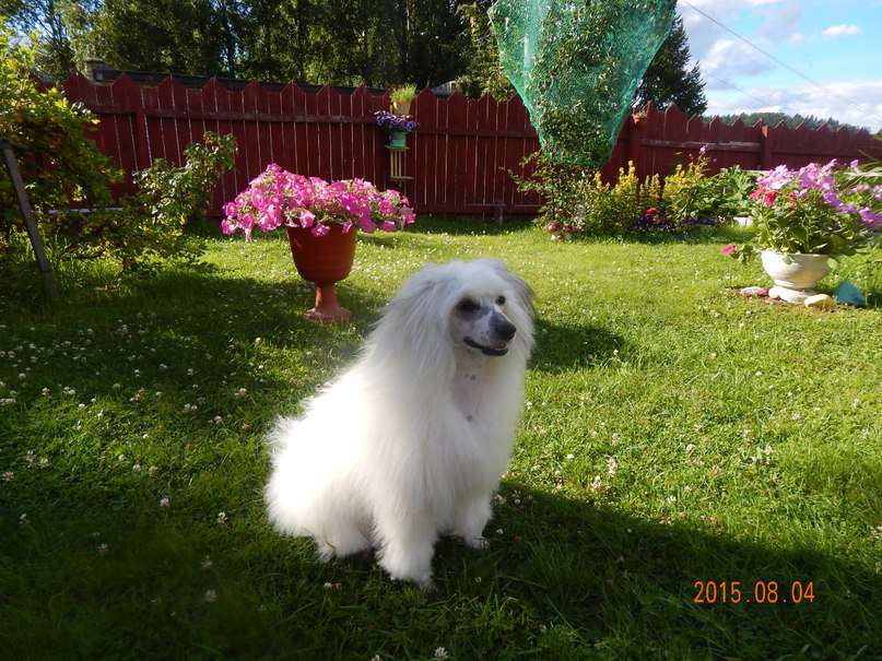 Polar Shane Norton White