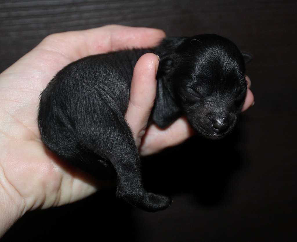 Charuyuschiy Soblazn Ch...