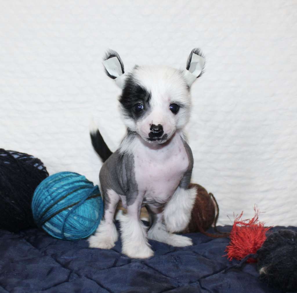 Charuyuschiy Soblazn Dayanika