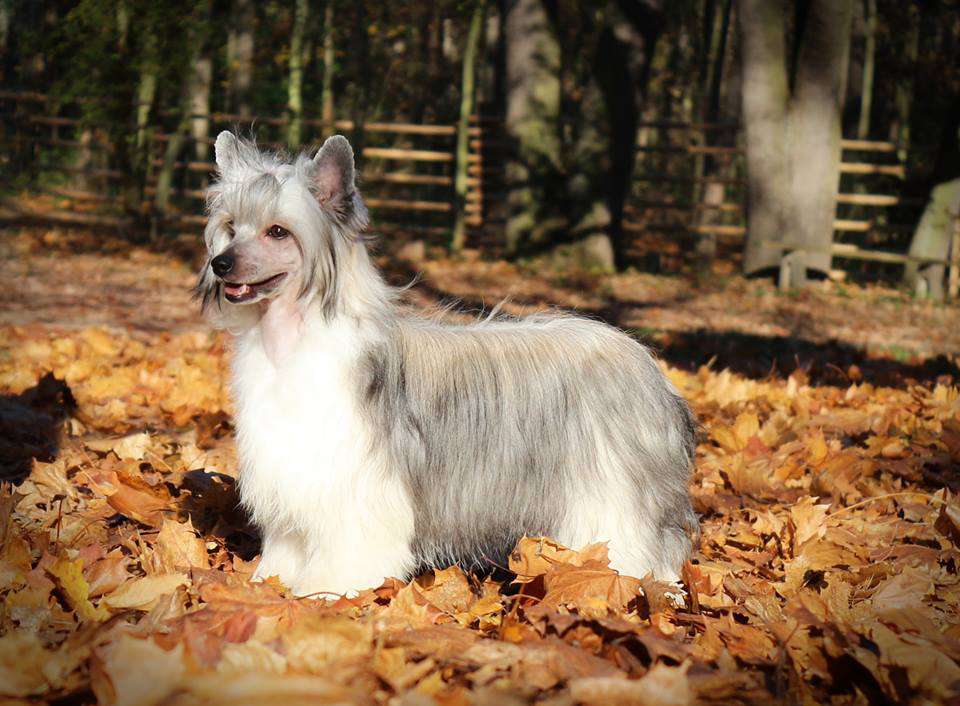 Dressed In Love Heybett