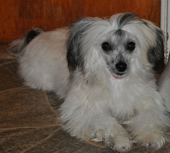 Poulot's Can't Live  Without You