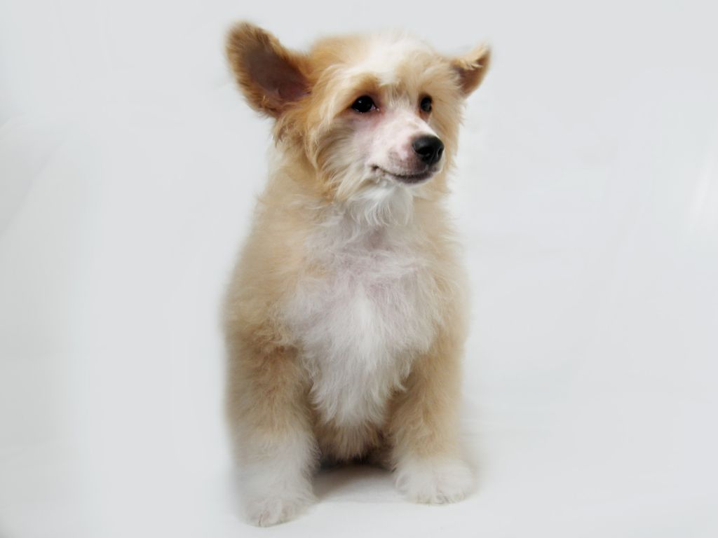 Blues Boy Ambassador of Fairyland