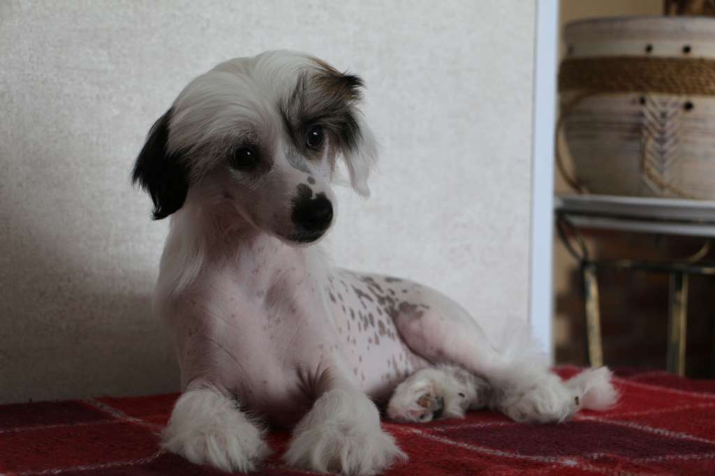 Semeinyi Talisman Diva Magic Pearl