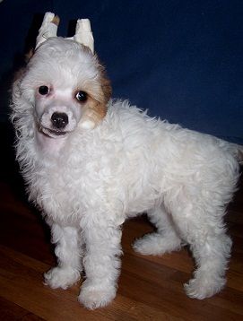 Aurora Auksine Venera (Aurora Golden Venus)