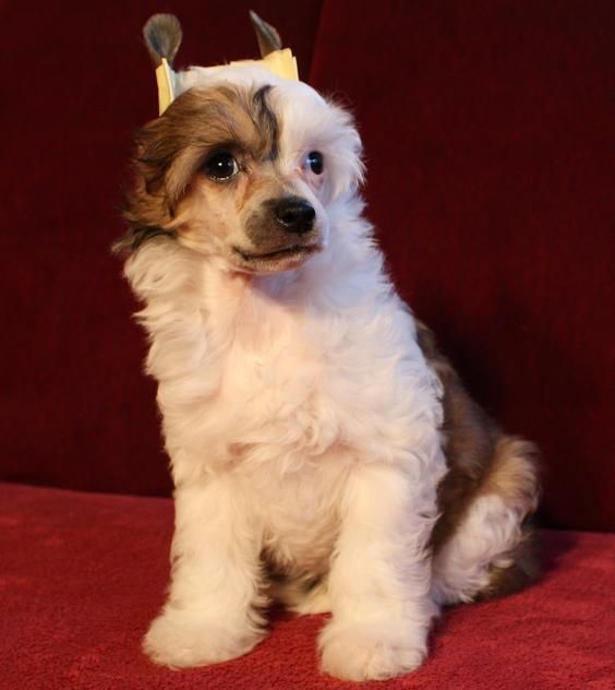 Bosvell Die Chin Fantazy Night