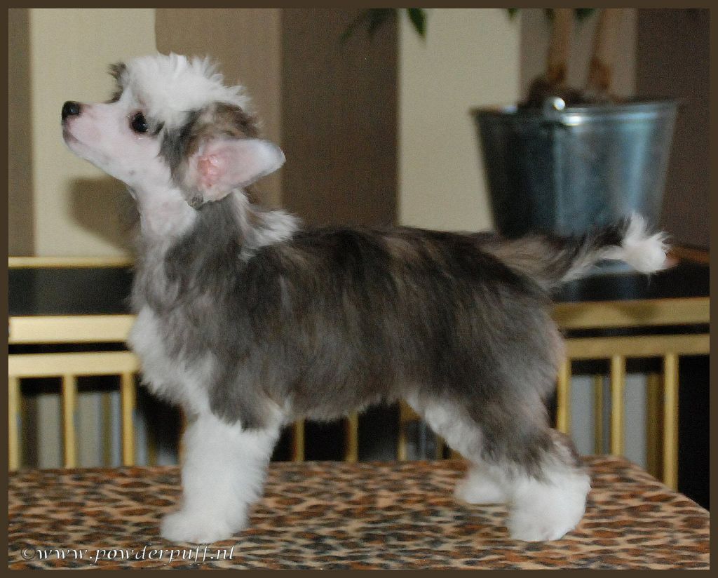 My Love is Your Love of Roxy's Pride