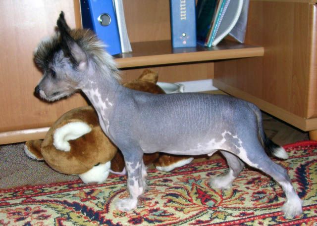 Olegro Katrin Illastries Black Lover