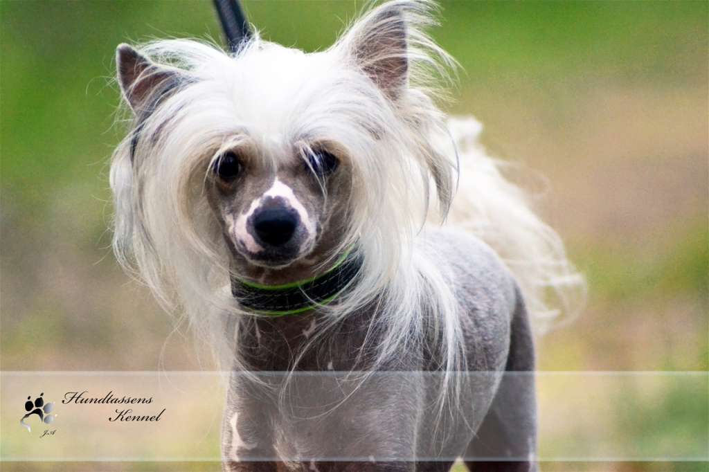 Hundtassens Miracles