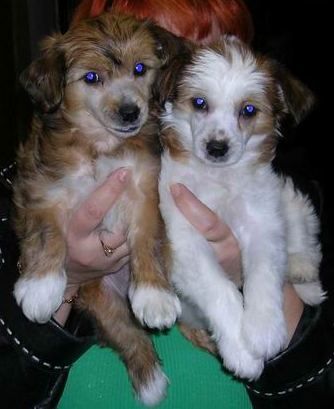 Arizona from Khakasia