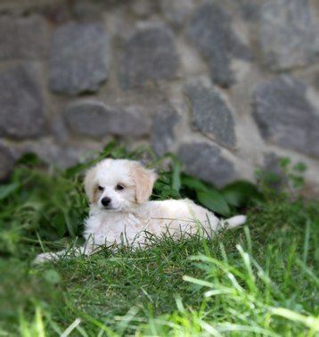 Enisey Del Azart Dog