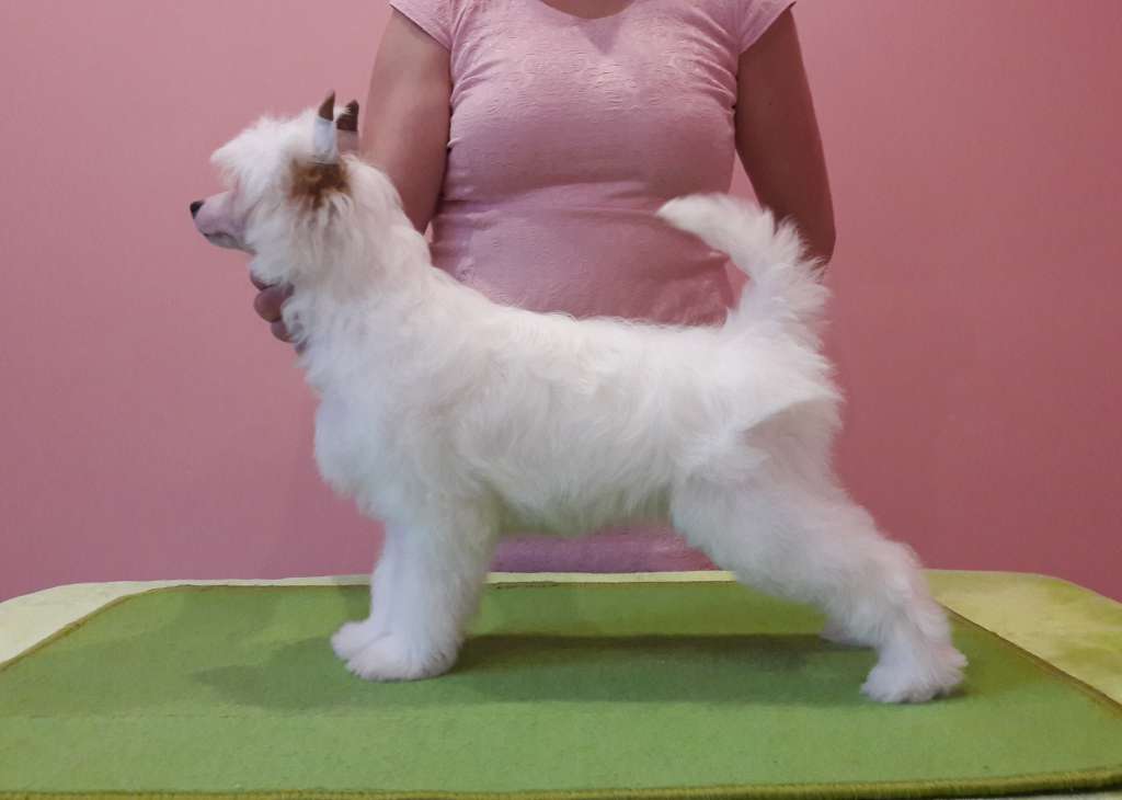 Delphine Crystal Ice