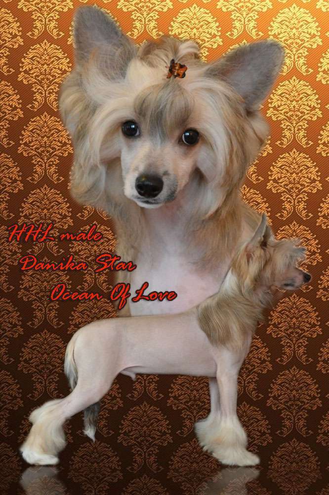 Danika Star Ocean Of Love