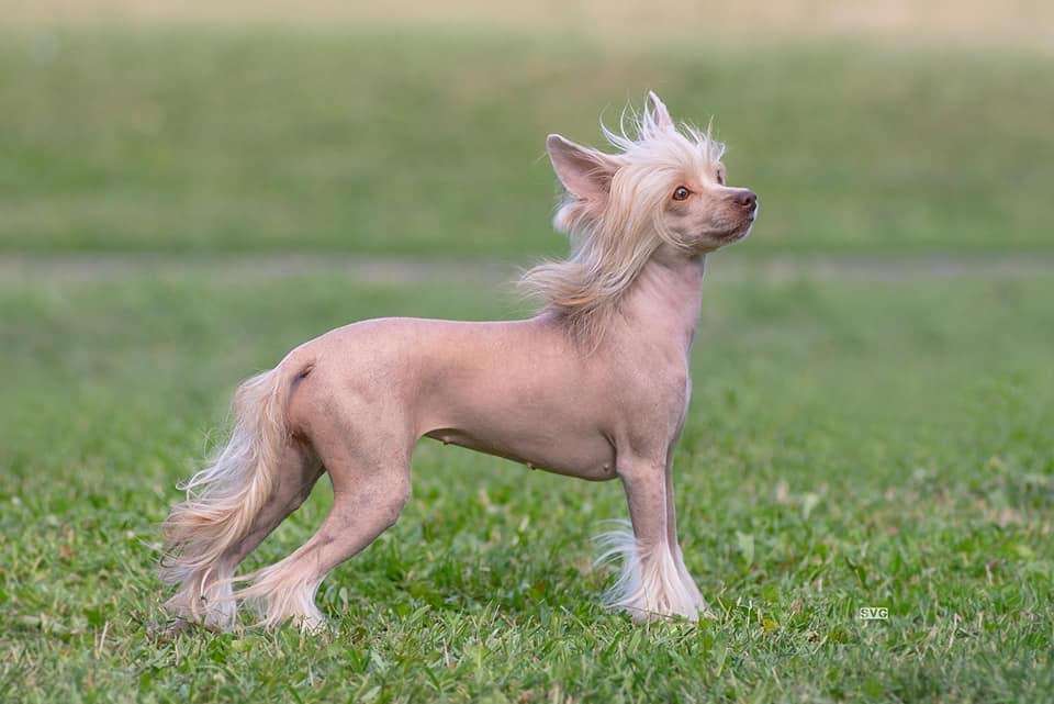 My Lucky Charm Evridika