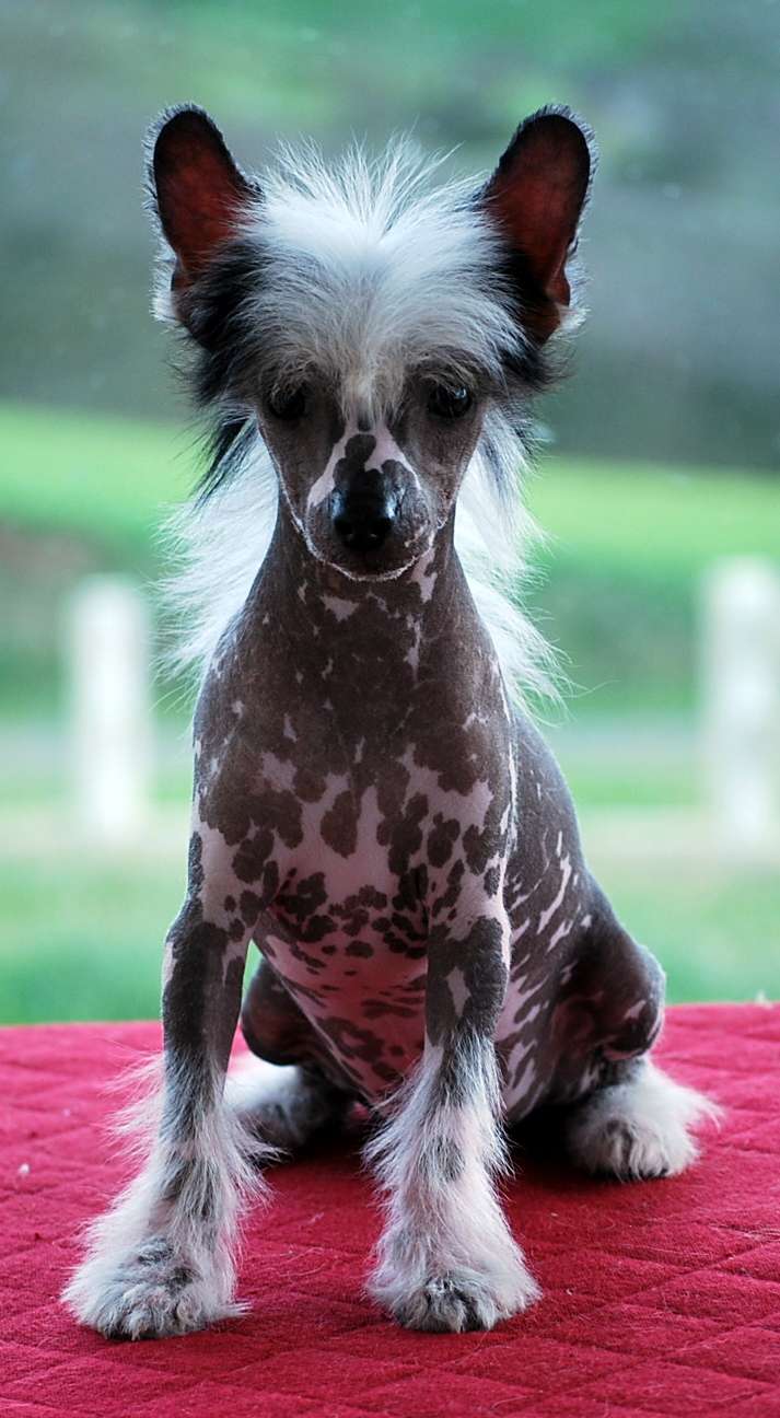 Little Dog Of Dream Nirvana