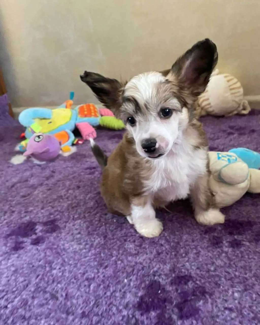 Sol'tanto Juicy Fruit