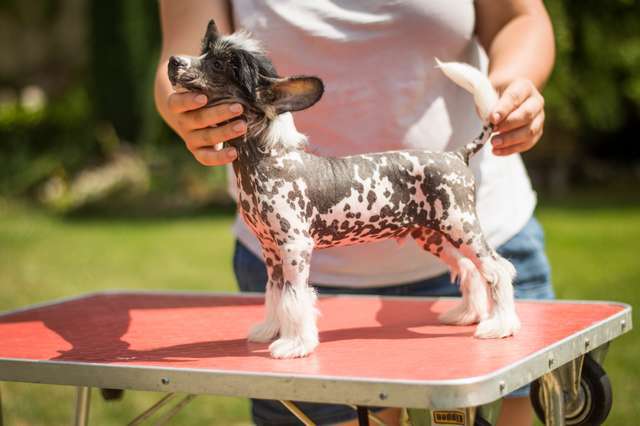 Forseti's Mikey Mike