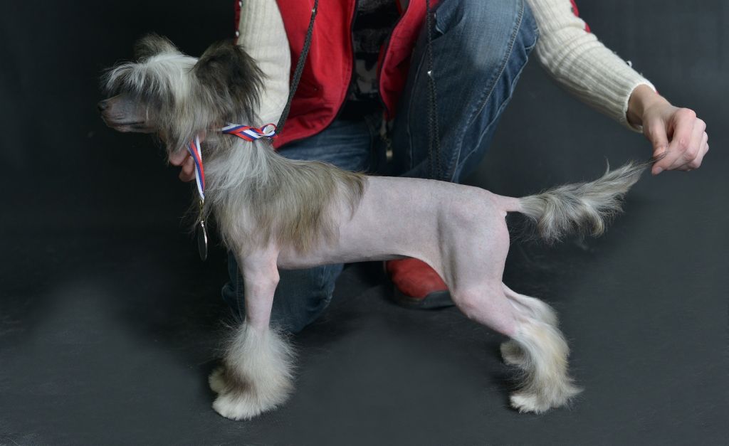 Alvine Band Ozaliya Touch