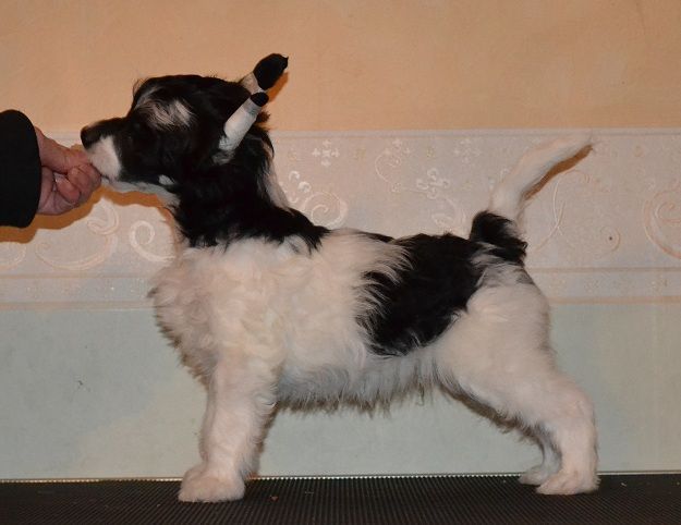 Fabulous Dogs Thomas Edison