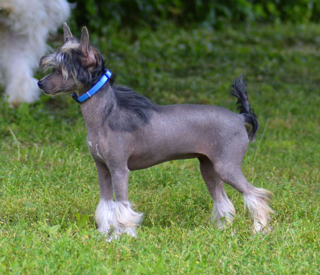 Fera Viva Laila Soares