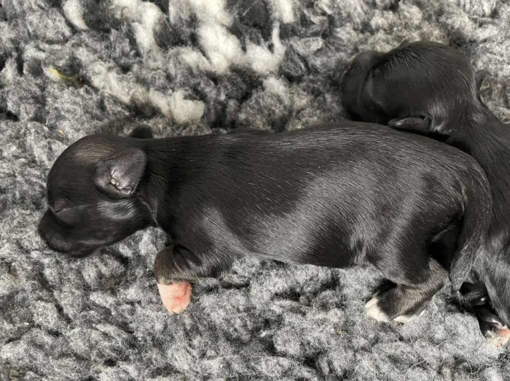 Hottie Tots Join the Club