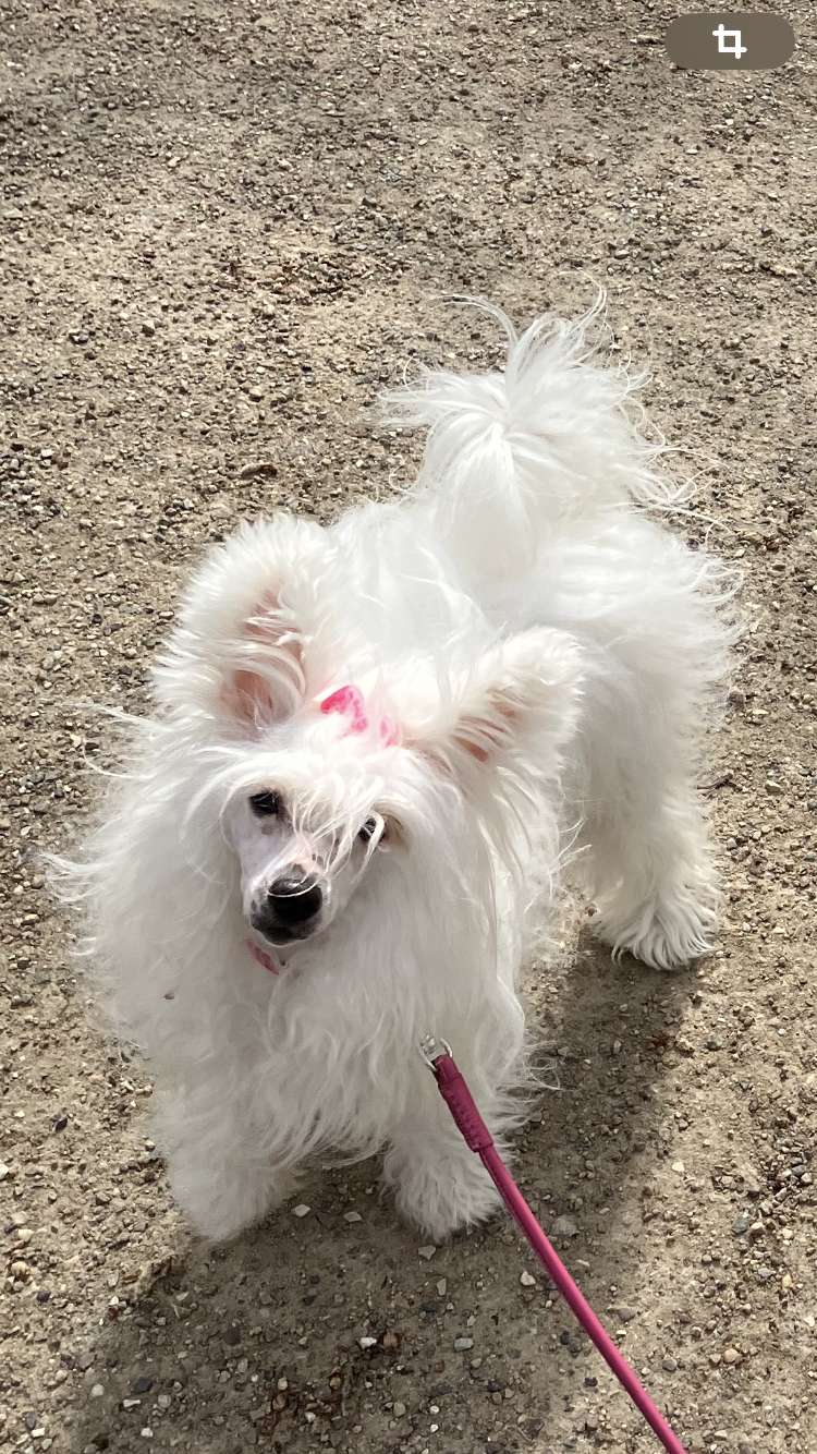 Korraline Crystal Ice