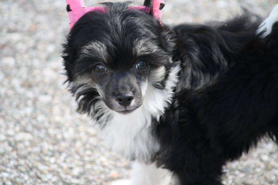 Gracieux Never Too Late At Keto