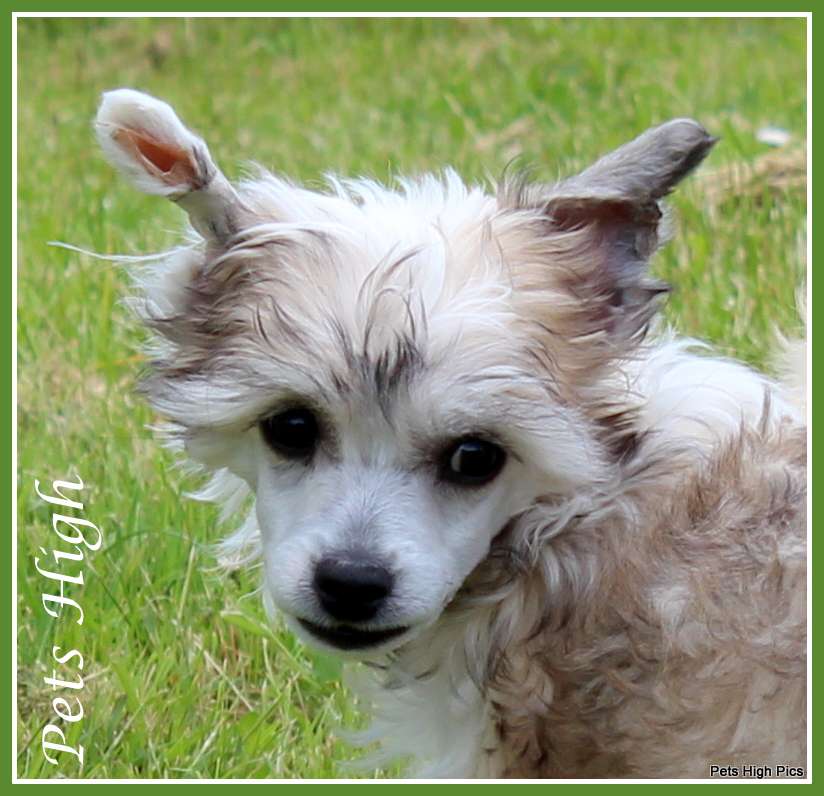 Pets High N'Amore Lorenzo