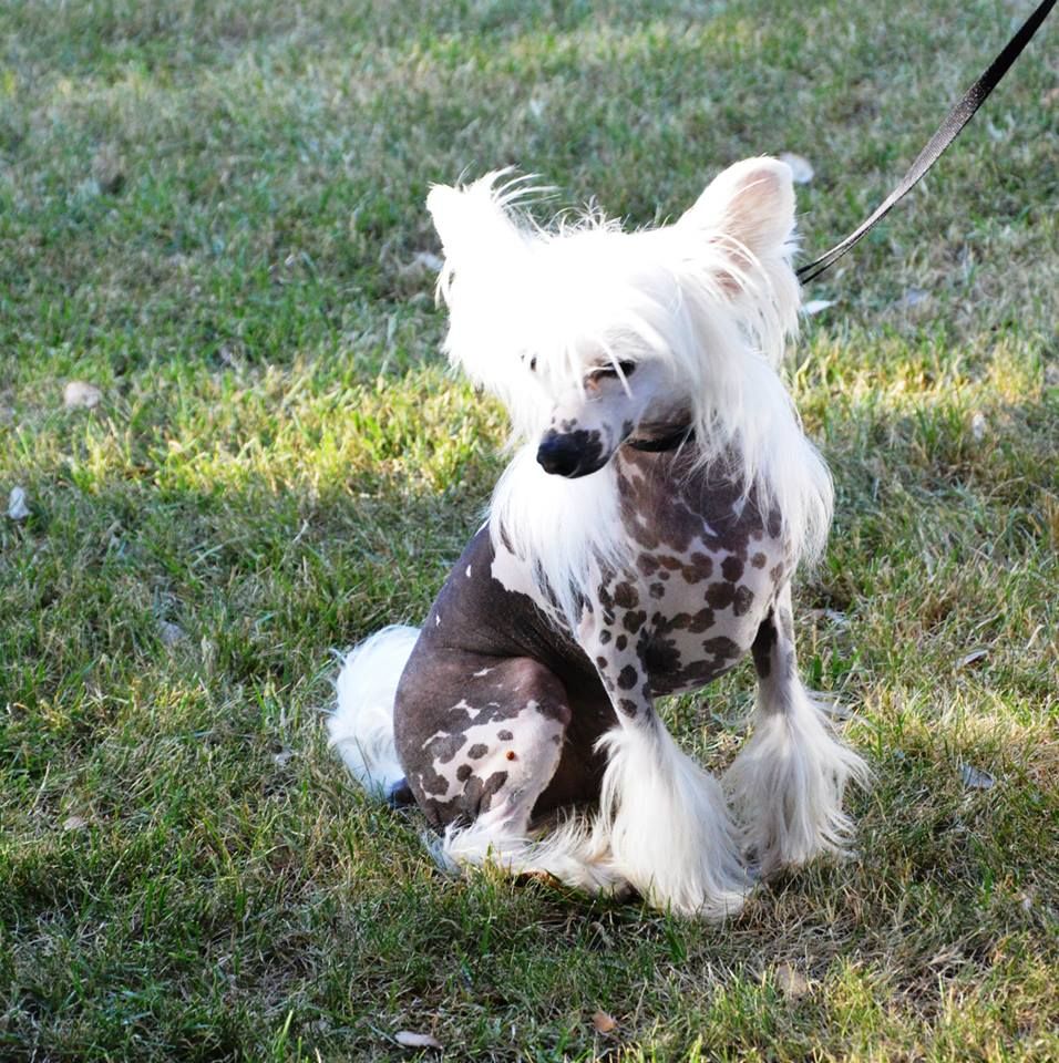 Diamante l'Indomabile