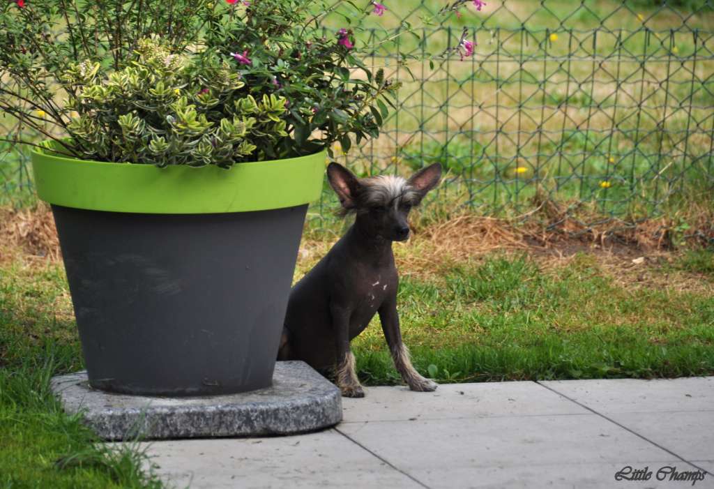 Moon Shot Little Champs