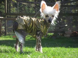 Gamla Bodens Mini Elliot