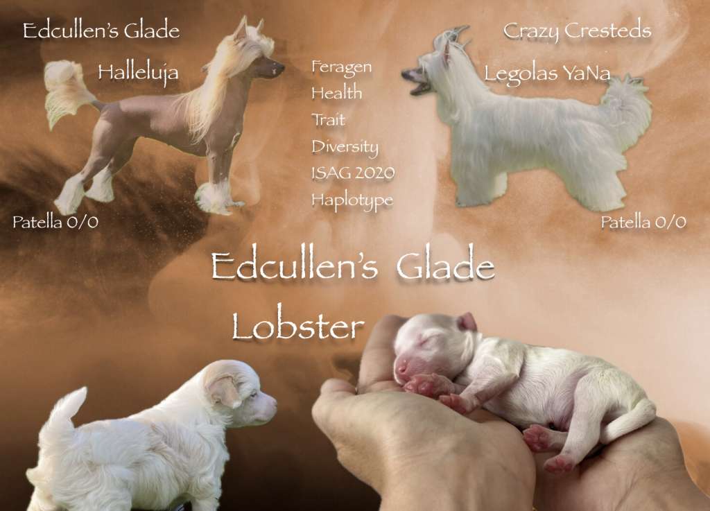 Edcullen's Glade Lobster