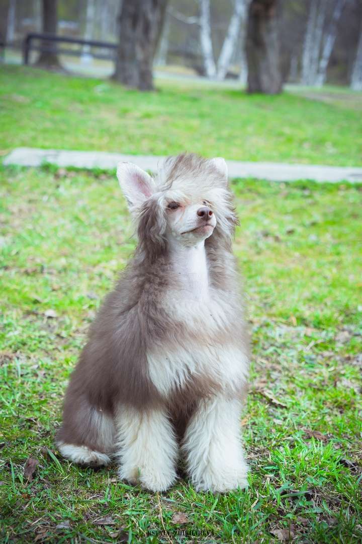 My Lucky Charm Dan Brown