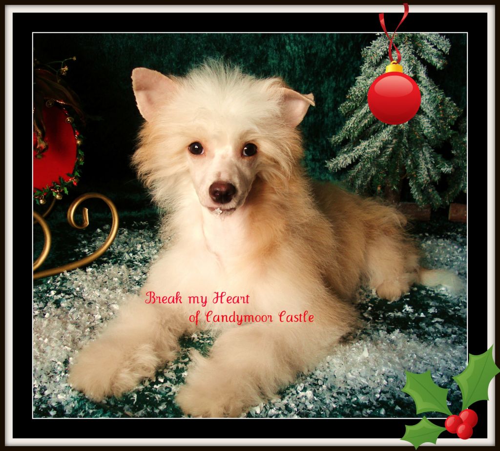 Break my Heart of Candymoor Castle