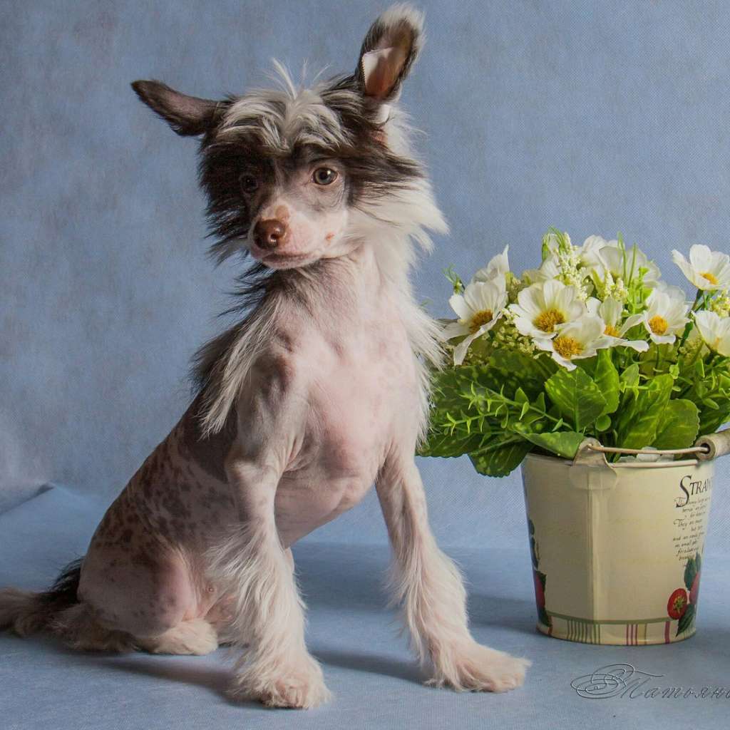 My Lucky Charm Brilliant Luxury Gem