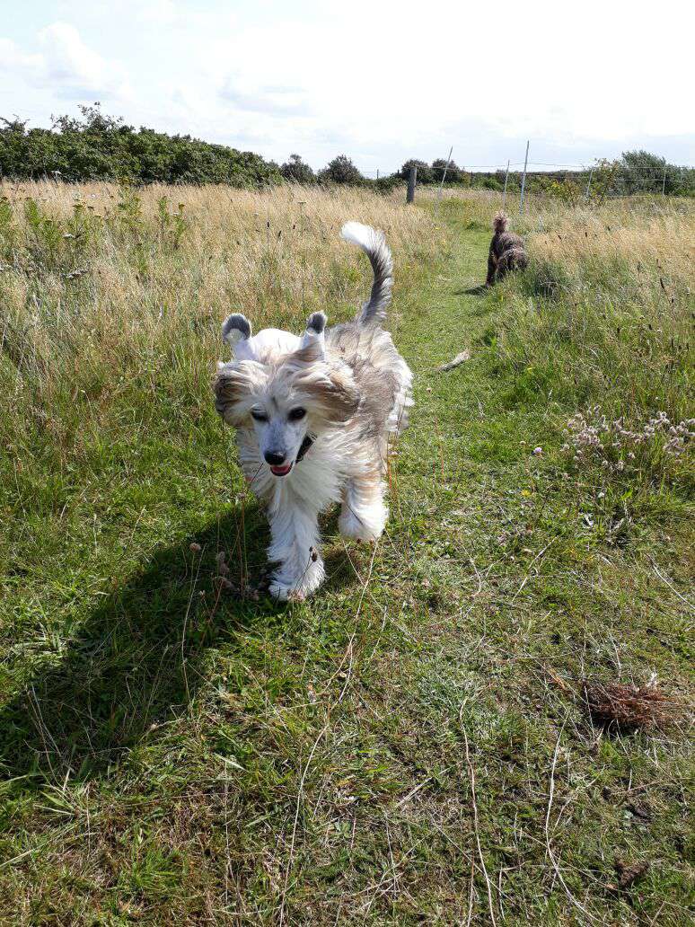 Crazy Cresteds Caparo Jaleo