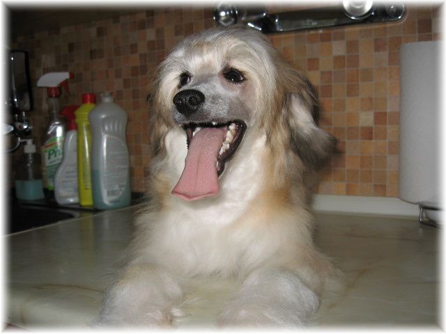 Palomino Kalis z Treste