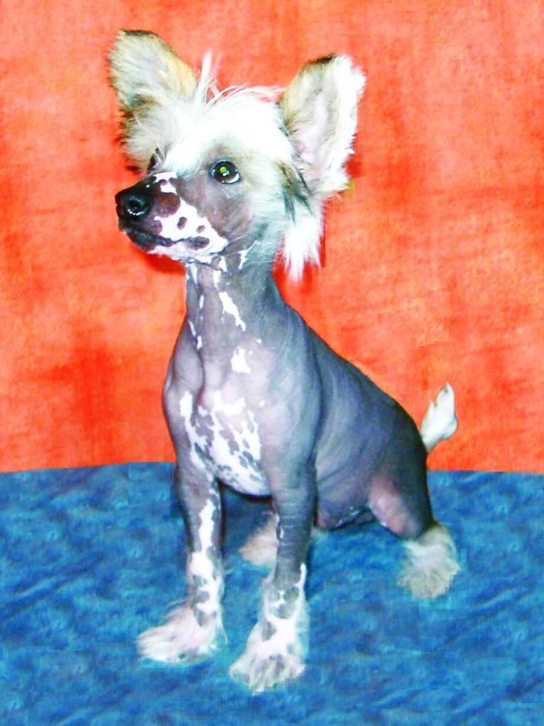 Xodix Aldrun of Braveheart