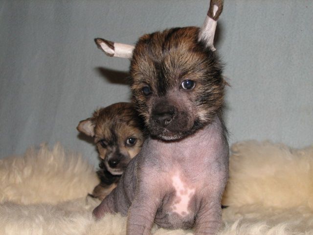 Chaina Dzhedai Vin Diesel