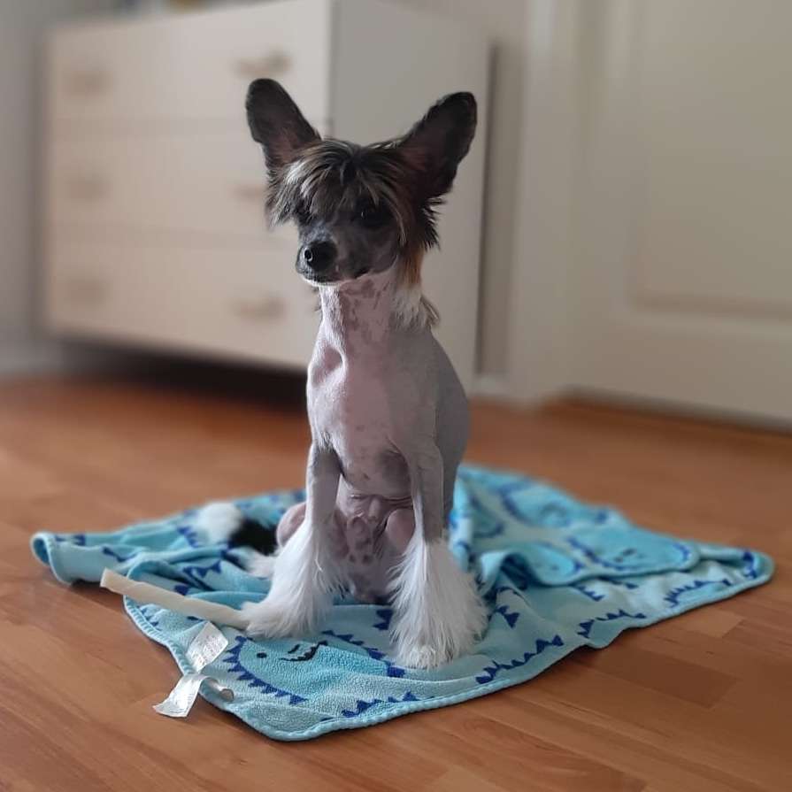 Pinky Twinky Xtra Spicy Ball Wax