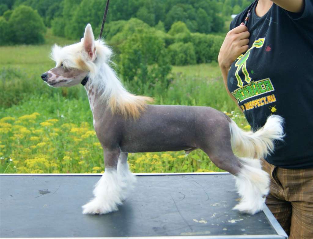 Miniatura Club Onegin