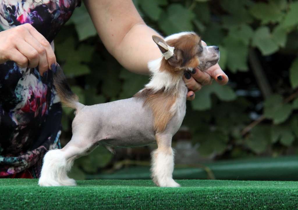 Zheneva-Debjut Brai?t