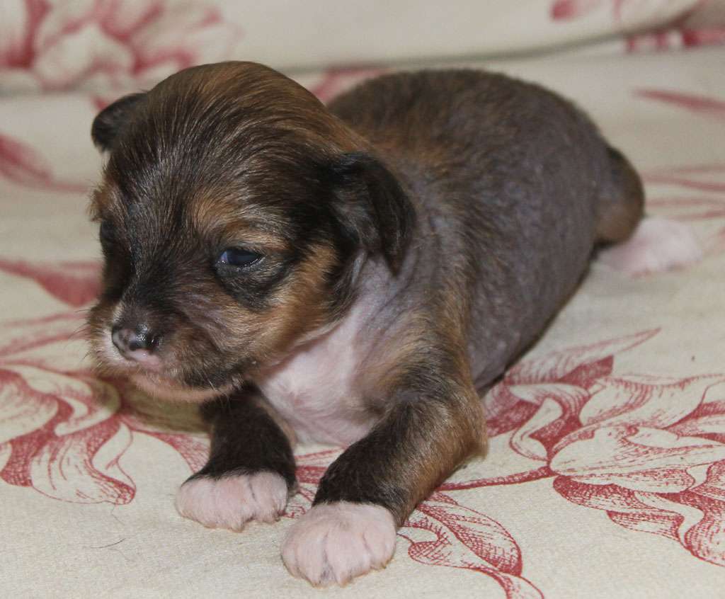 Risky player de Almamasan